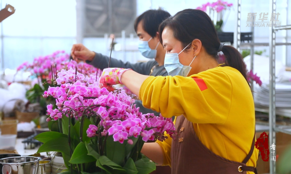 千城百县看中国｜河北保定：鲜花经济助力乡村振兴